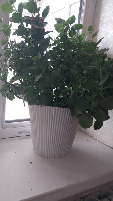 вешалка двойная напольная: Каланхое 650сом. большой с горшками. 2шт есть похожие