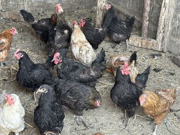возьму собаку в добрые руки: Продаю | Куры, Петух | Домашняя | На забой, Для разведения, Несушки
