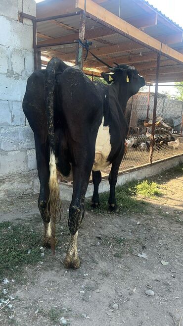 каро: Продаю | Корова (самка) | Голштин | Для разведения, Для молока | После отела