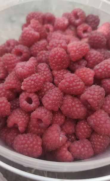 кой кант: Продаю малины кг по 300 сом — 1