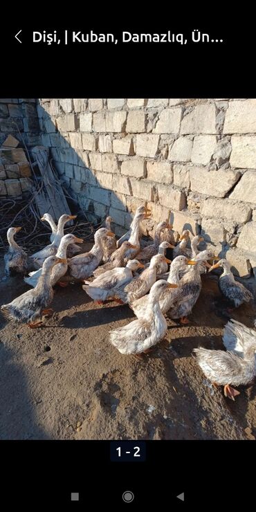 ördek yumurtasi: Dişi, | Kuban, Ətlik, Ünvandan götürmə