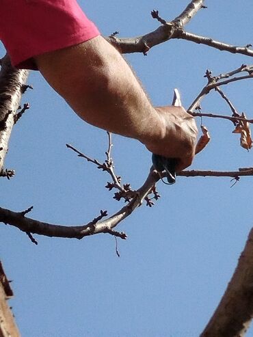 Спил деревьев, заготовка дров: Обрезка деревьев!!! Сезонная обрезка плодовых деревьев!!! Зима — 5