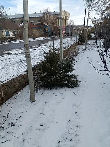 Другие декоративные деревья: Продаются декоративные деревья и кустарники для озеленения участка. В — 7