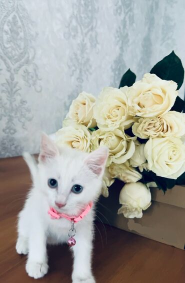 голая кошка сфинкс цена: Као-мани, 3 месяца, Мальчик, Белый, Приучена к лотку, Проглистована