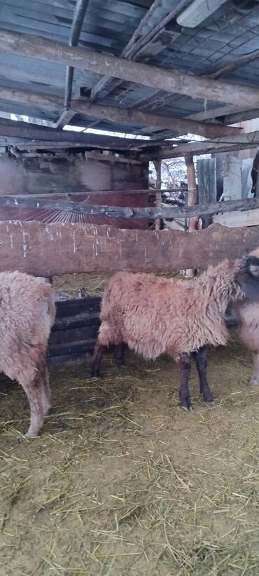 Бараны, овцы: Продаю | Баран (самец) | Для разведения | Осеменитель at lalafo.kg — 5 Бараны, овцы: Продаю | Баран (самец) | Для разведения | Осеменитель — 5