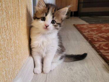 Отдам даром кошку: Кошка даром: Беспородная, 2 месяца, Девочка, Приучена к лотку