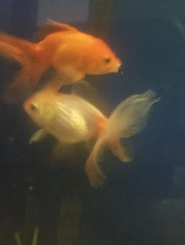 Balıqlar: Salam hazir bala veren iri olculu,papaqli arandalar satilir. Olcusu 15 — 6