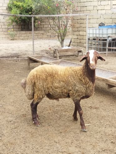 Математика: Cavan toğludur 26 27 kq əti var damazlıqa qurbanlıqada yarayır
