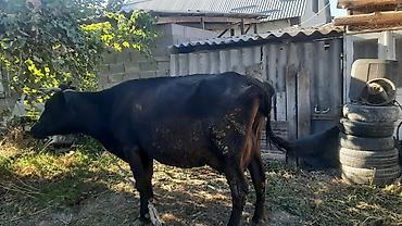 бараны в токмаке: Продаю | Корова (самка) | Для разведения, Для молока — 3
