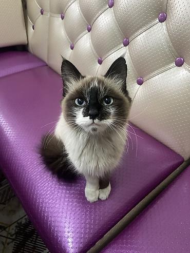 стрижка кота: Кошка с колор‑пойнт окрасом (светлое тело, тёмная маска на мордочке — 1