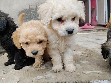 İtlər: Pudel — 1