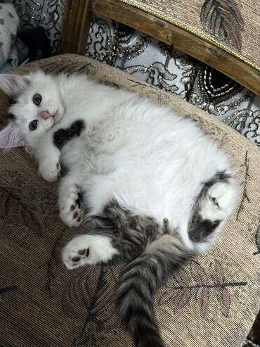 возьму собаку в добрые руки: 2 месяца, Мальчик at lalafo.kg возьму собаку в добрые руки: 2 месяца, Мальчик