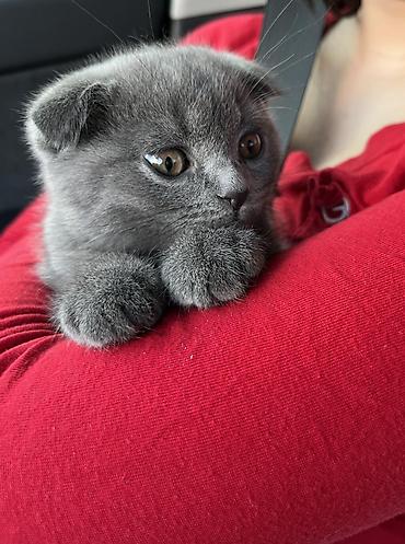 Pişiklər: Şotland yastı qulaq, Erkək, Dişi, Yaxşı əllərə, Ünvandan götürmə, Ödənişli çatdırılma, Pulsuz çatdırılma — 13