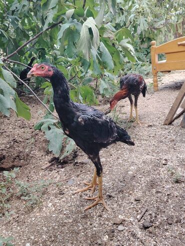 Digər quşlar: Sona qədər oxuyub sonra əlaqə saxlayın. 2 beçədi 2 fərə hərəsinin — 18