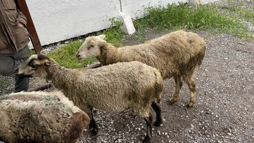 рамановские овцы: Продаю | Овца (самка) | Меринос | На забой, Для разведения