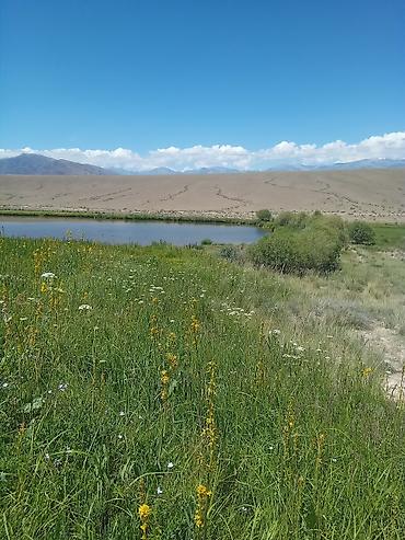 Продажа дач: Жакшы жер мал бакканга ылайыкту кызыл китеби бар жердикида уйдукуда — 9