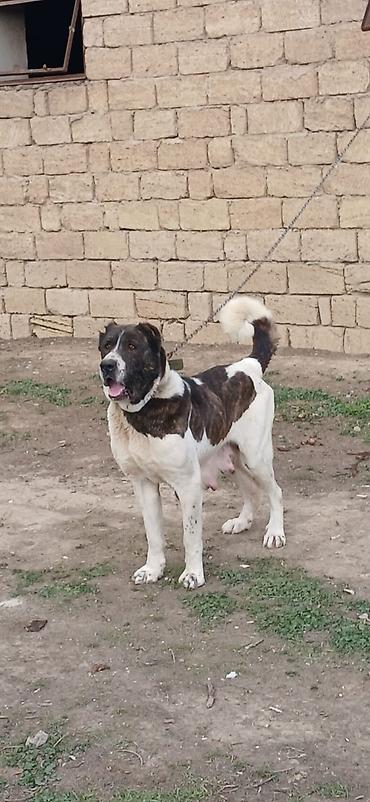 İtlər: Qurdbasar, 4 il, Dişi — 1