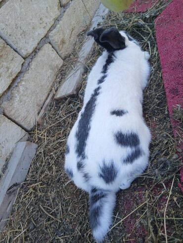 Dovşanlar: ALMAN PYOSTER və RİZEN CİNS DOVŞANLAR SATILIR. Pyoster-Xallı erkəy 6 — 5