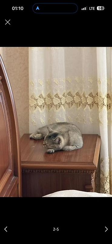 Кошки: Шиншилла, Самка, В добрые руки, Платная доставка — 5