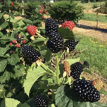 Ежевика: Ежевика — 9