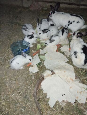 Dovşanlar: Məhsul: Al-qara ləkəli dovşanlar (ana və balalar) Təsvir: - Rəng: ağ