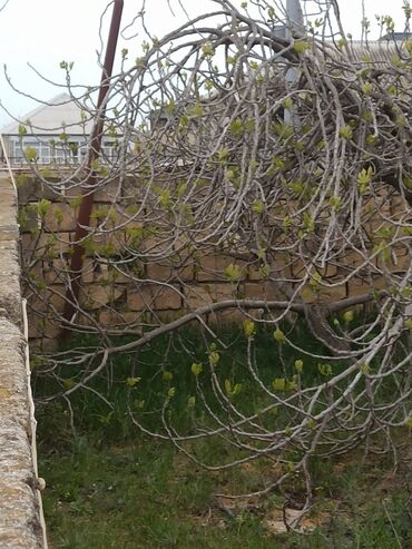 Torpaq sahələrinin satışı: 30 sot, Mülkiyyətçi, Kupça (Çıxarış) — 10