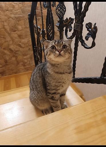 it ucun bit dermani: Şotland, Erkək, Ünvandan götürmə, Ödənişli çatdırılma — 1