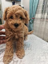 İtlər: Pudel, 3 ay, Ünvandan götürmə — 3