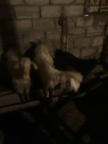 insanla heyvanın seksi: 3 baş heyvan 3 də Erkek razlaşma yolu ile Qeyd: - Şəkildə yalnız — 1