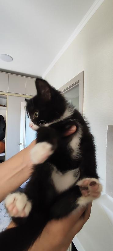 Продажа кошек: Отдам котёнка в добрые руки 🐾 Девочка, 3 месяца. Очень умная, ласковая — 7