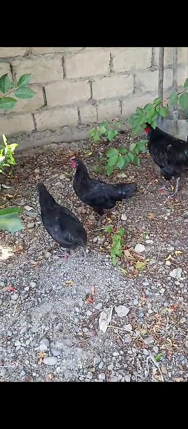 karpat ana arı: TEMIZ QAN AVSTRALOP 4 FERE 1 XORUZ 5ayligdir — 1