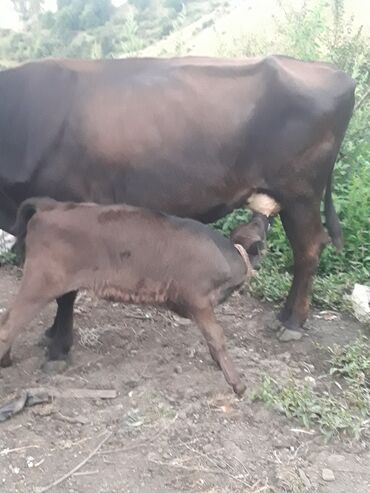 cins ineklerin qiymeti: Самка, лет: 5, Для разведения, Самовывоз