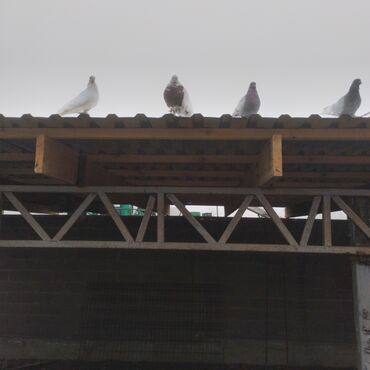 Птицы: Продаю голубей — 12