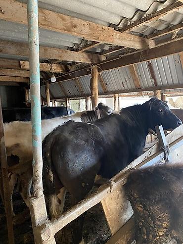 Коровы, быки: Продаю | Бык (самец) | На откорм | Привязанные — 9