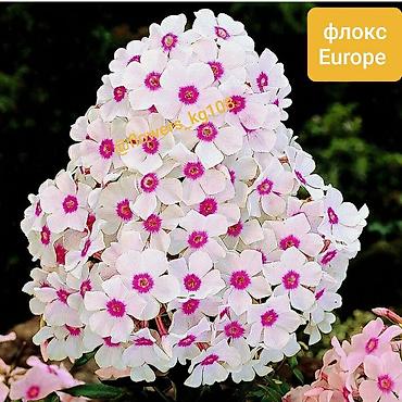 ковры бишкек цена: Продаю голландские флоксы - 380 сом — 2