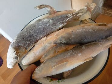 рыба каракол: Рыба Маринка речной, без запаха 1 кг. 500 сом .крупные, замороженные