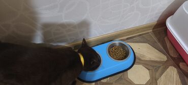 Pişiklər: Britan, Erkək, Yaxşı əllərə, Ünvandan götürmə -da lalafo.az — 10 Pişiklər: Britan, Erkək, Yaxşı əllərə, Ünvandan götürmə — 10