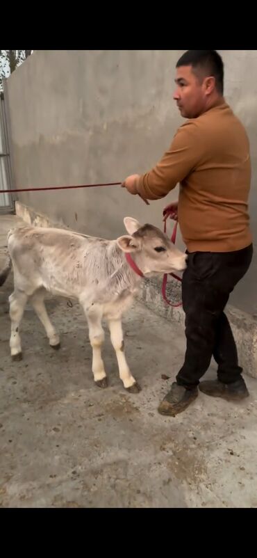 Inəklər, öküzlər: Simental tipli inək və buzov dəsti - Cins/Tip: Simental (qəhvəyi -da lalafo.az — 3 Inəklər, öküzlər: Simental tipli inək və buzov dəsti - Cins/Tip: Simental (qəhvəyi — 3