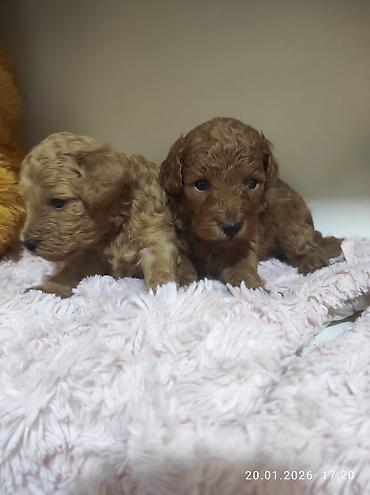 İtlər: Pudel — 7