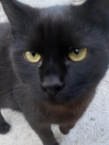 Продажа кошек: 6 месяцев, Мальчик, Черный — 18