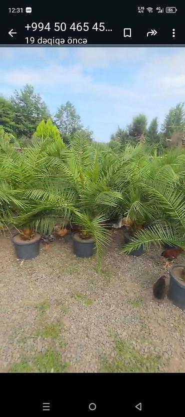 iran xurması ağacı: Xurma xurması (Phoenix dactylifera/dekorativ xurma) – iri, sıx — 1