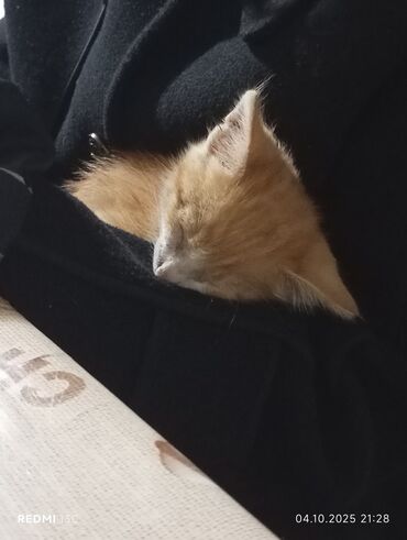 стрижка кошек с выездом на дом: Кошка даром: Беспородная, 1 месяц, Мальчик