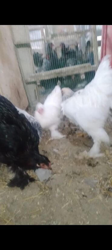 Cücələr: Toyuq cücələri, Damazlıq — 20