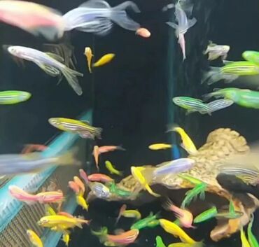 Balıqlar: Akvarium baliglarinin satiwi 🐬Ağ şəffav danio ve glofishler 0.40azn 🦈 — 5