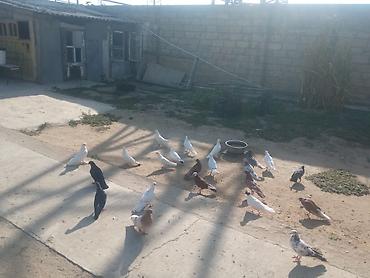 Животные: Salam tam sağlam quşlardır təcili satılır üst üstə 5 manatdan tək tək — 3