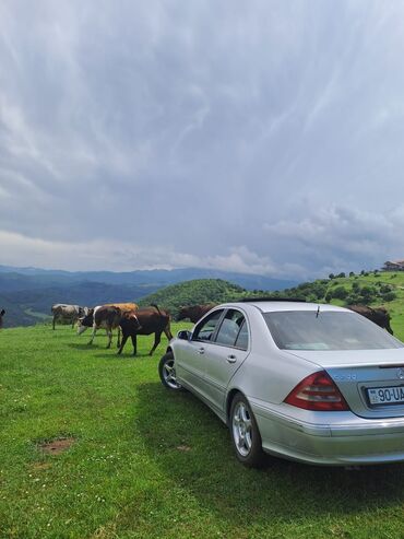 mercedes şarlotta: Mercedes-Benz 200: 0.8 l | 2002 il Sedan