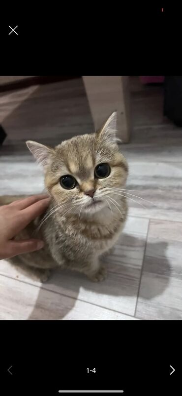 кошка золотая шиншилла: Скотиш Страйт (Шотландская прямоухая), 9 месяцев, Девочка, Золотая шиншилла, Приучена к лотку, Проглистована