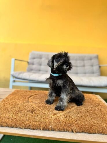 Psi: Odgajivacnica Pet house nudi prelepe stence Patuljastog snaucera Biber — 5