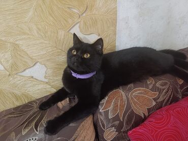 pulsuz pişiklər: Britan, Dişi, Cütləşmə üçün, Pulsuz çatdırılma