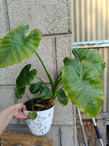 Другие комнатные растения: Продаются комнатные цветы. Токмок — 7